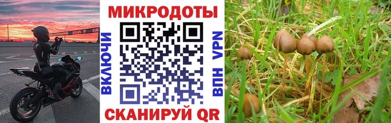 Купить где  Мыски  Псилоцибиновые грибы Psilocybe 